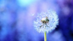 Nature Flowers dandelions