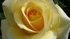 Nature Flowers decoration