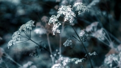 Nature Flowers depth of