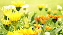 Nature Flowers depth of