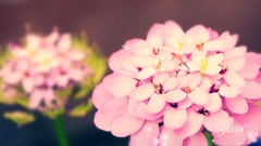 Nature Flowers depth of