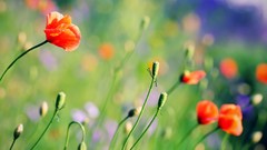 Nature Flowers depth of