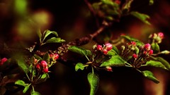 Nature Flowers depth of