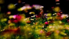 Nature Flowers depth of