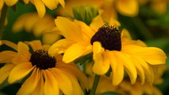 Nature Flowers depth of