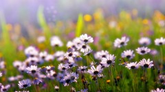 Nature Flowers depth of