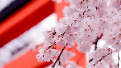 Nature Flowers depth of