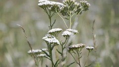 Nature Flowers depth of