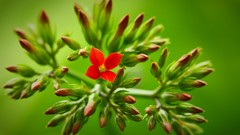 Nature Flowers depth of