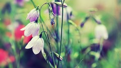 Nature Flowers depth of