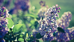 Nature Flowers depth of