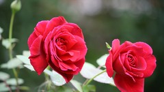 Nature Flowers depth of