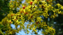 Nature Flowers depth of