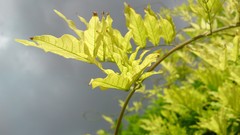 Nature Flowers depth of