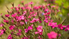 Nature Flowers depth of