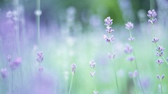 Nature Flowers depth of