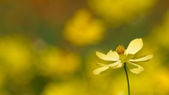 Nature Flowers depth of