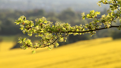 Nature Flowers depth of