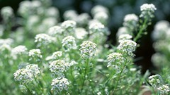 Nature Flowers depth of