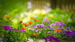 Nature Flowers depth of