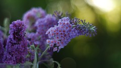 Nature Flowers depth of