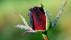 Nature Flowers depth of