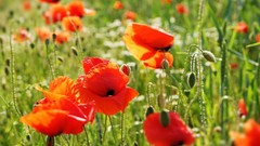 Nature Flowers depth of