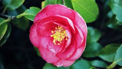 Nature Flowers depth of