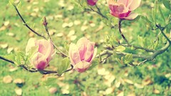 Nature Flowers deviantart artwork