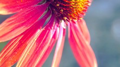 Nature Flowers deviantart artwork