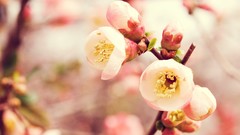 Nature Flowers deviantart blossoms