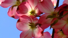 Nature Flowers dogwood