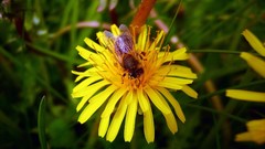 Nature Flowers Earth outdoors