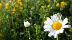 Nature Flowers Earth outdoors