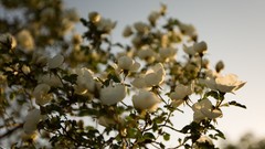 Nature Flowers Earth outdoors