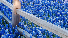 Nature Flowers fences Plants