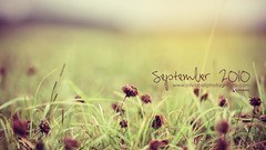 Nature Flowers fields