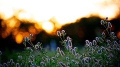 Nature Flowers fields