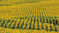 Nature Flowers fields Plants