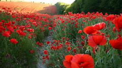 Nature Flowers fields red
