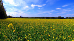 Nature Flowers fields skyscapes