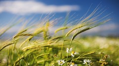 Nature Flowers fields wheat
