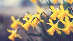 Nature Flowers flora daffodils