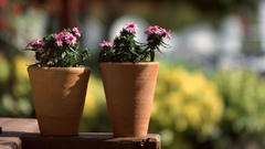 Nature Flowers flowerpot