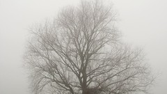 Nature Flowers forests