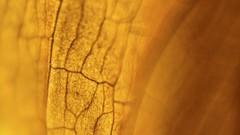 Nature Flowers forests