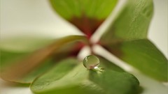 Nature Flowers forests