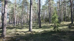 Nature Flowers forests