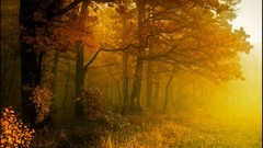 Nature Flowers forests