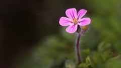 Nature Flowers forests